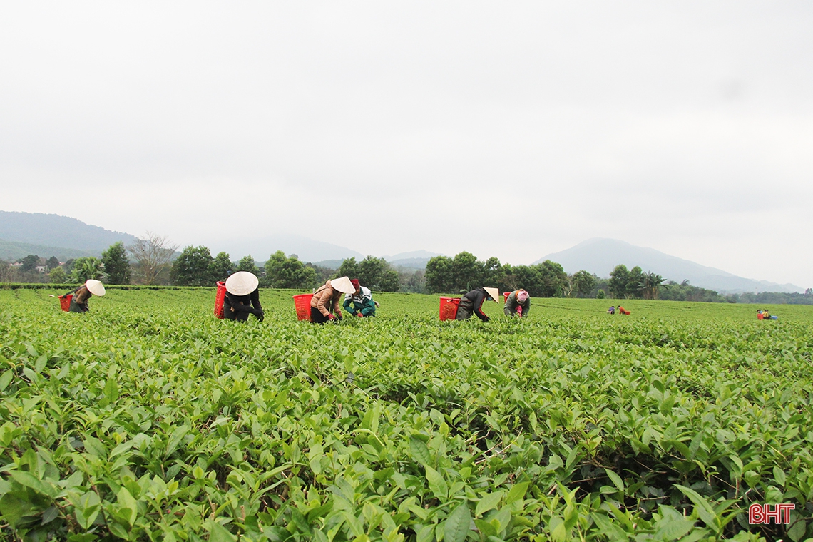 Nông dân Hương Sơn tất bật thu hoạch chè xuân
