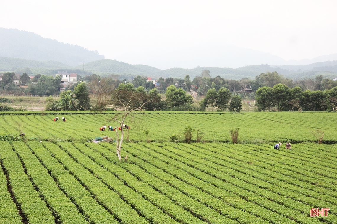 Nông dân Hương Sơn tất bật thu hoạch chè xuân