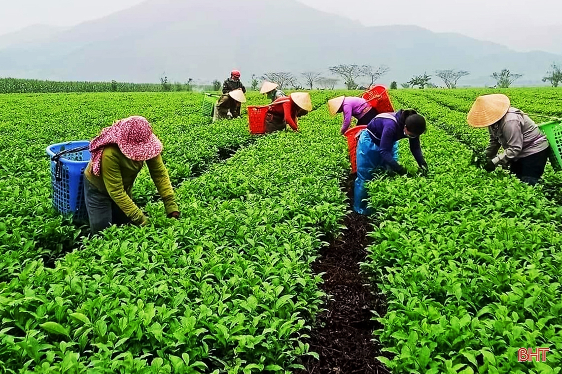 Nông dân Hương Sơn tất bật thu hoạch chè xuân