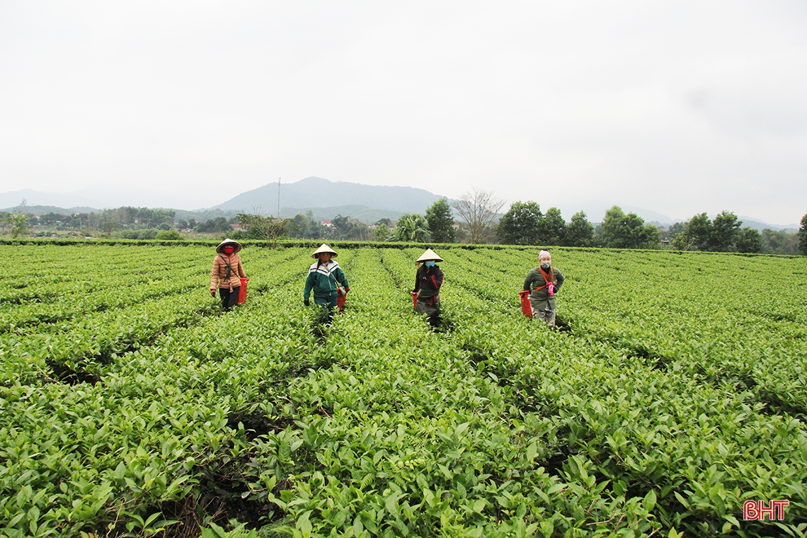 Nông dân Hương Sơn tất bật thu hoạch chè xuân