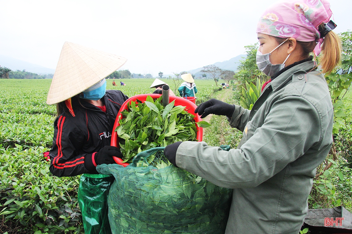 Nông dân Hương Sơn tất bật thu hoạch chè xuân