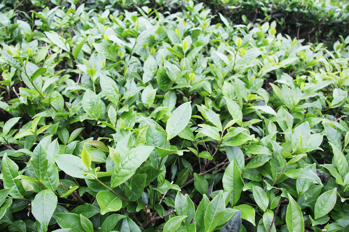 Nông dân Hương Sơn tất bật thu hoạch chè xuân