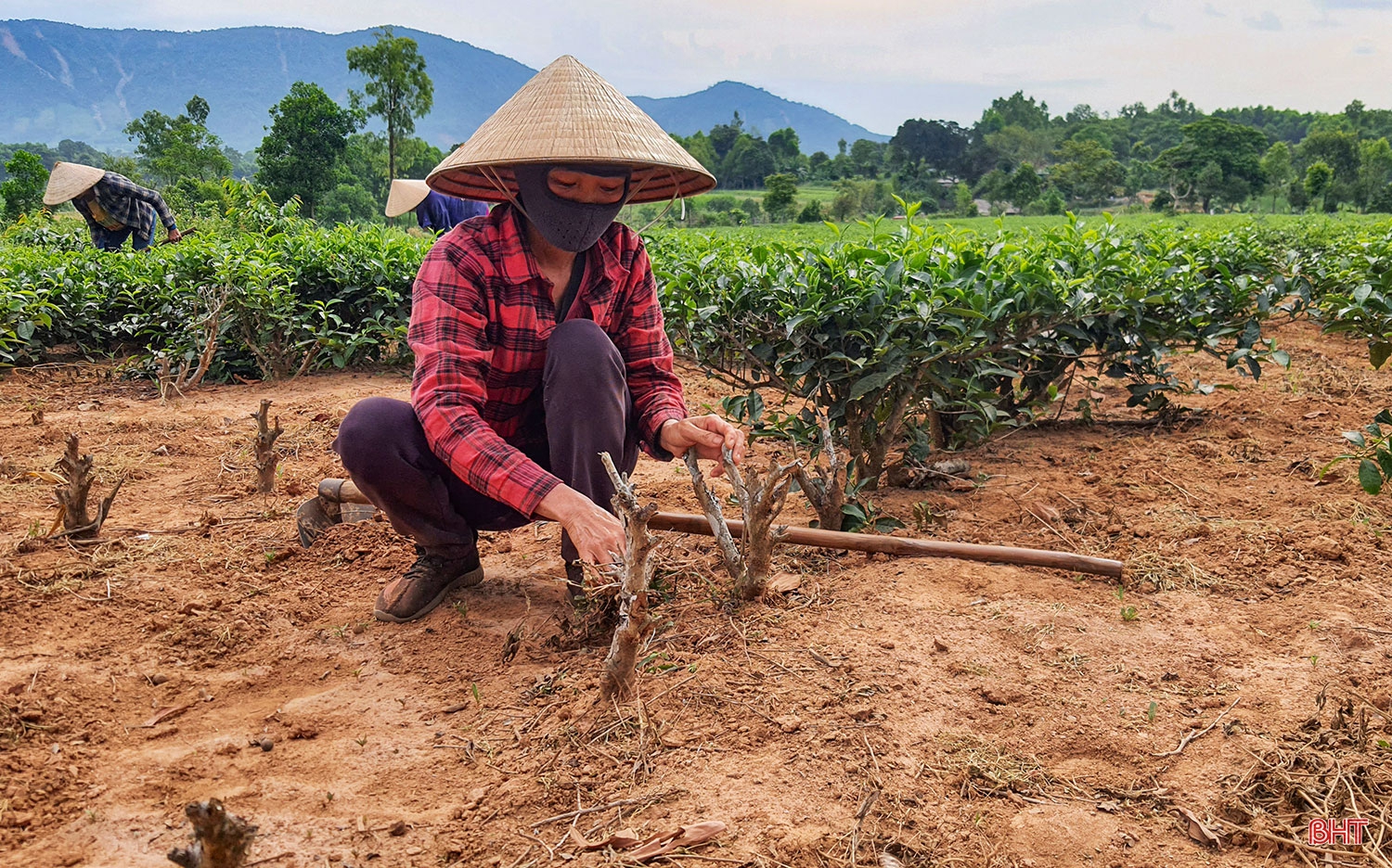 Phát triển xứng tầm cây chè nguyên liệu trên vùng thượng Kỳ Anh (bài 2): Cần chiến lược đầu tư bài bản