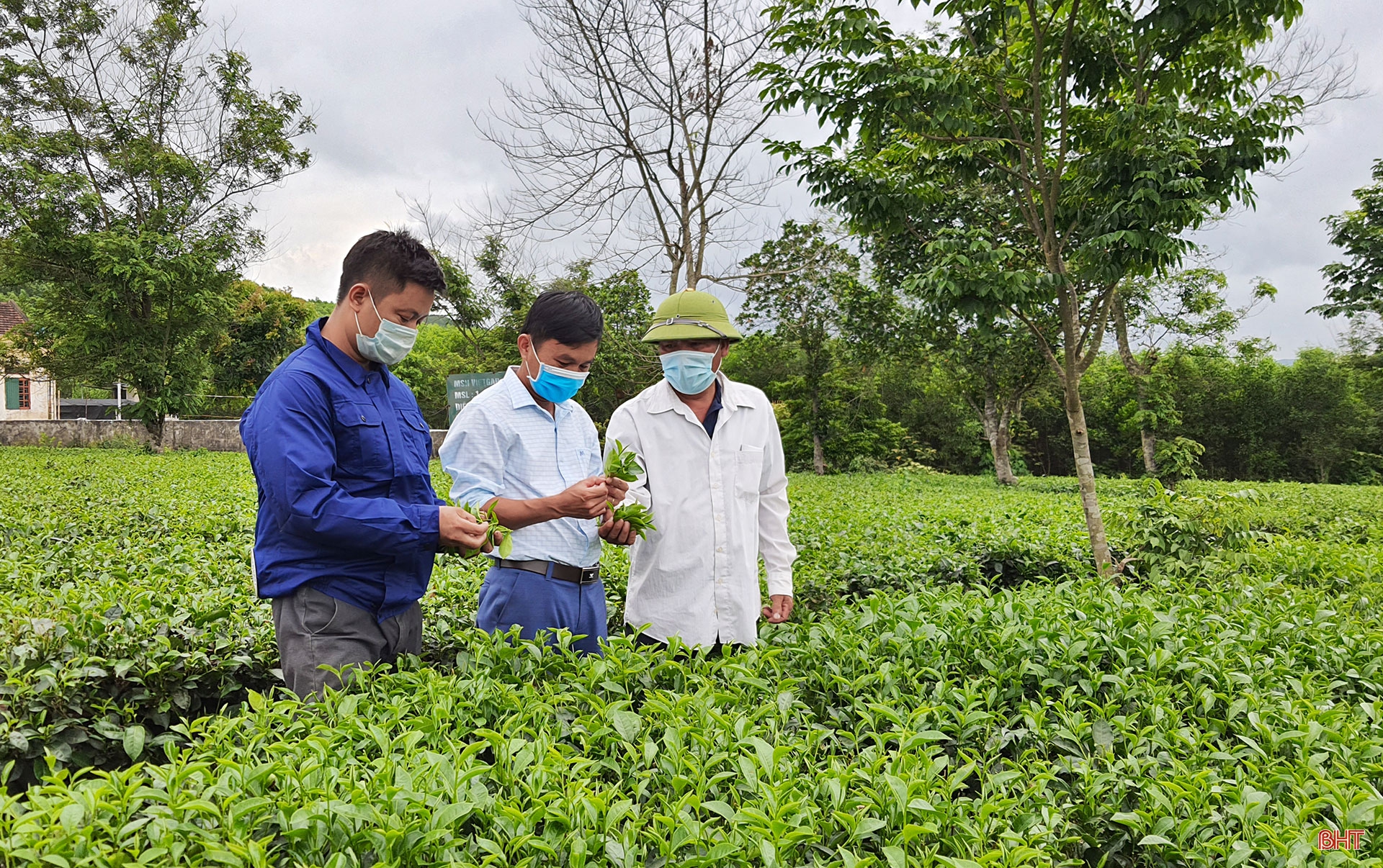 Phát triển xứng tầm cây chè nguyên liệu trên vùng thượng Kỳ Anh (bài 2): Cần chiến lược đầu tư bài bản
