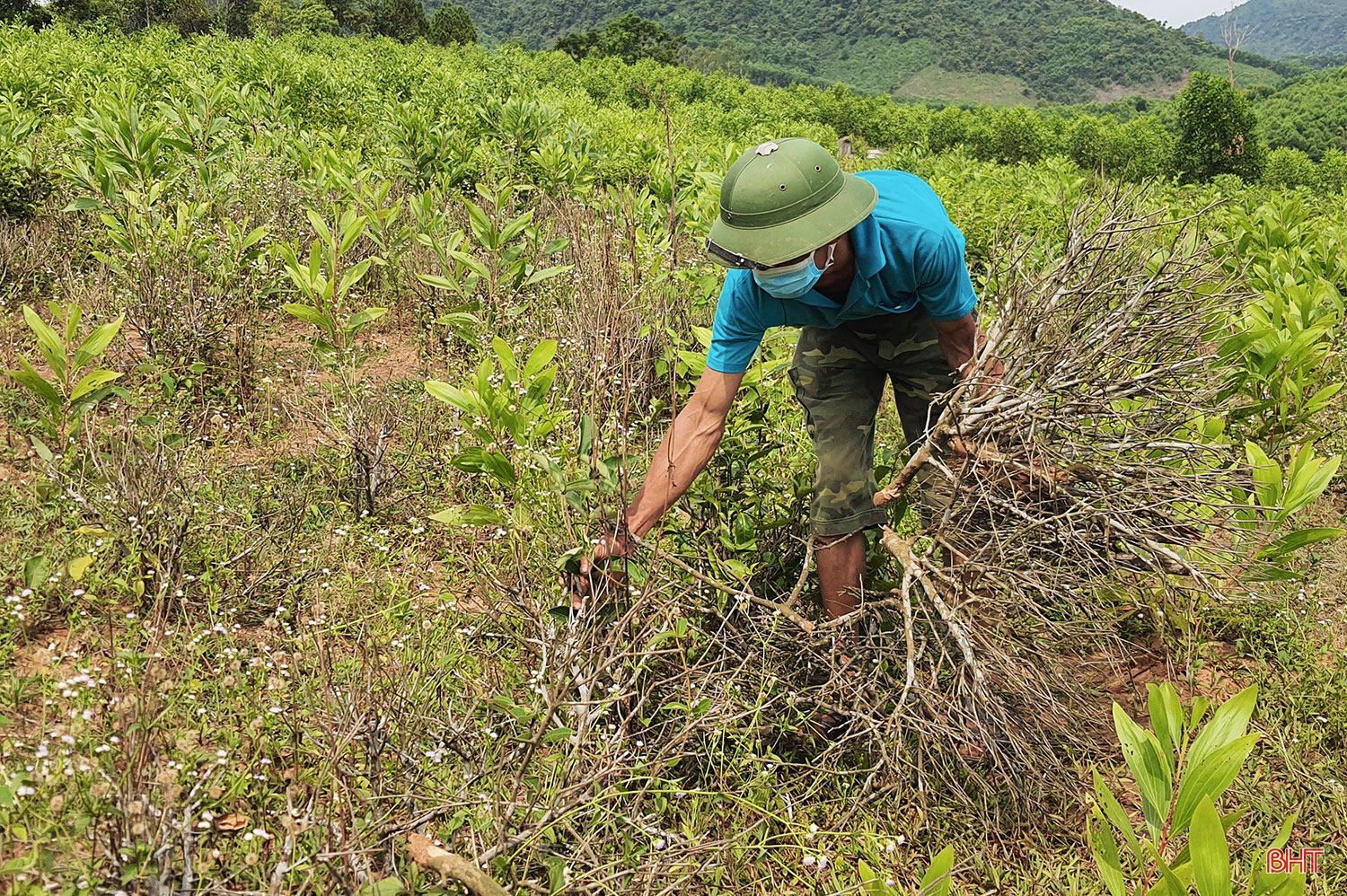 Phát triển xứng tầm cây chè nguyên liệu trên vùng thượng Kỳ Anh (bài 2): Cần chiến lược đầu tư bài bản