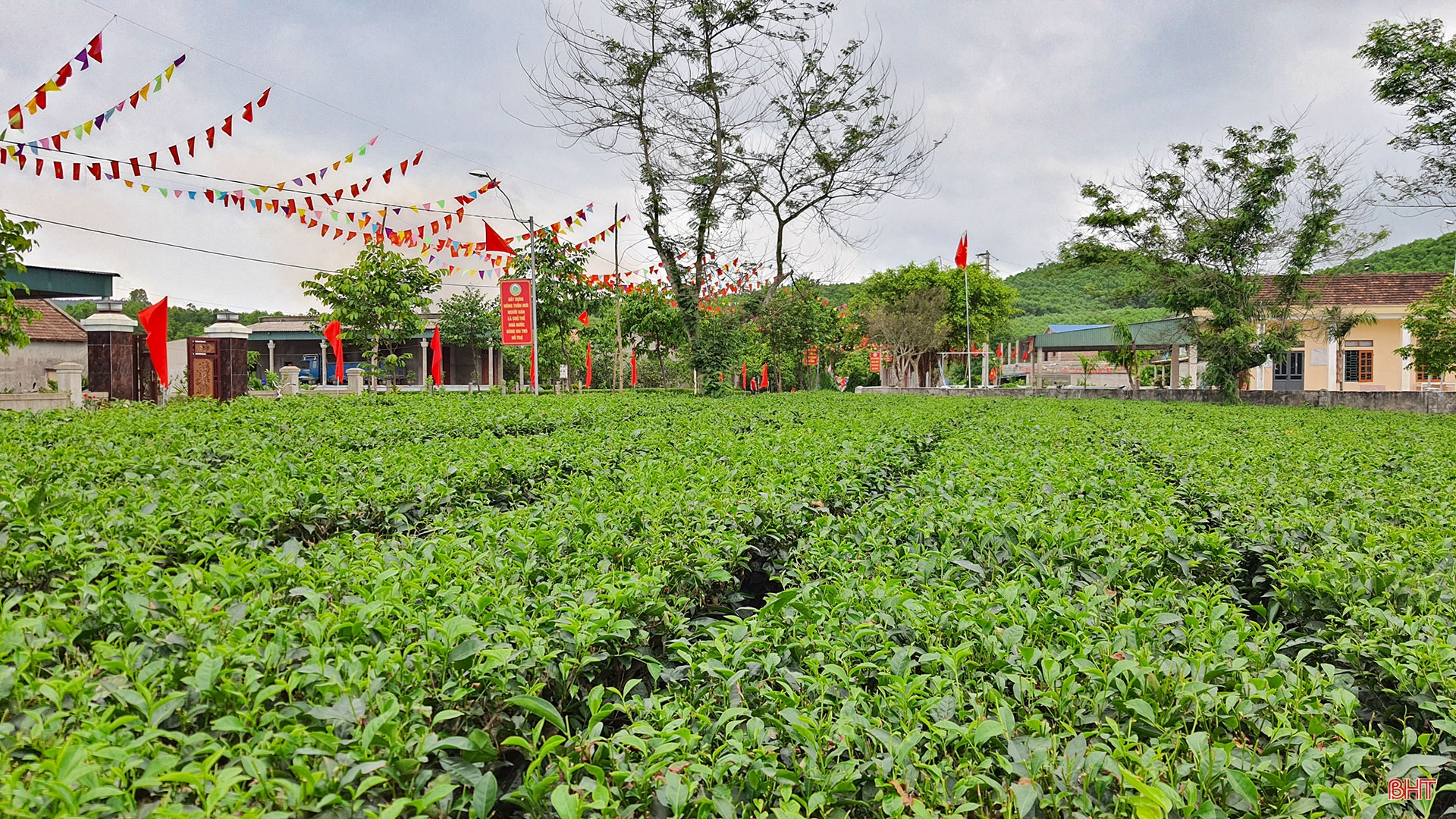 Phát triển xứng tầm cây chè nguyên liệu trên vùng thượng Kỳ Anh (bài 2): Cần chiến lược đầu tư bài bản