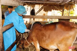 Hà Tĩnh chủ động phòng, chống bệnh lở mồm long móng trên đàn gia súc