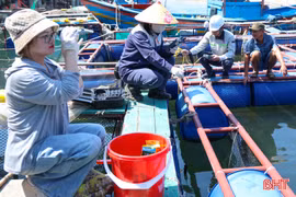 Sở NN&MT Hà Tĩnh thông báo kết quả phân tích mẫu cá tại Vũng Áng, Thiên Cầm