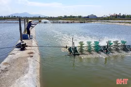 Thời tiết thất thường, người nuôi tôm lo phòng dịch bệnh
