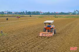 Hà Tĩnh linh hoạt sản xuất vụ đông, nâng cao chất lượng nông sản
