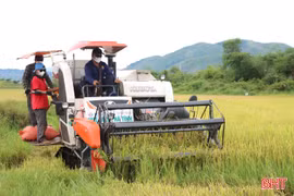Sau mưa lớn, nông dân Hà Tĩnh hối hả thu hoạch gọn lúa hè thu