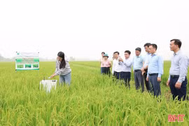 Hà Tĩnh dự kiến triển khai 15.000 ha lúa theo công nghệ tưới ngập - khô xen kẽ
