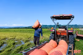 Hà Tĩnh thu hoạch hơn 98% diện tích lúa hè thu 