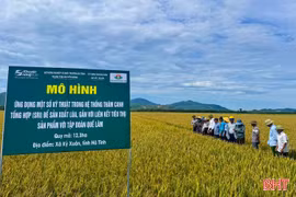 Lúa hữu cơ theo quy trình Quế Lâm mở hướng sản xuất "xanh" tại Hà Tĩnh