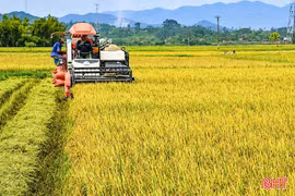 Hối hả trên đồng ruộng Hà Tĩnh
