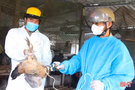 Tập trung tiêm phòng vắc-xin gia súc, gia cầm, phòng chống dịch bệnh cuối năm