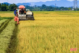 Phấn đấu hoàn thành thu hoạch lúa hè thu trước ngày 5/9 