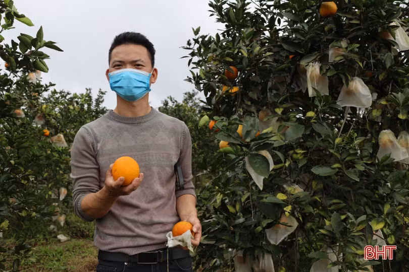 Cam chín mọng vườn đồi, người dân Hương Khê phấn khởi bước vào vụ tết