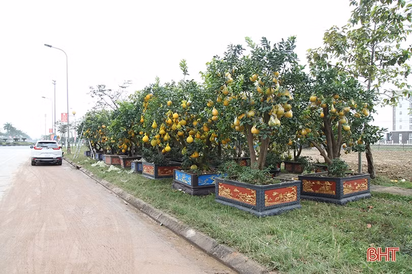 Bưởi cảnh hàng chục triệu đồng đã đổ về Hà Tĩnh