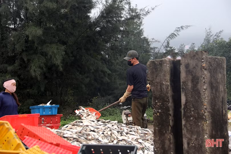 Ngư dân phía Nam Hà Tĩnh tất bật ra khơi săn “lộc biển” dịp cận tết