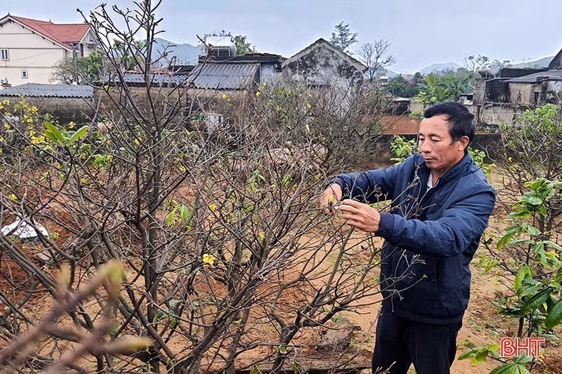 Mai vàng khoe sắc ở xã vùng biển Hà Tĩnh