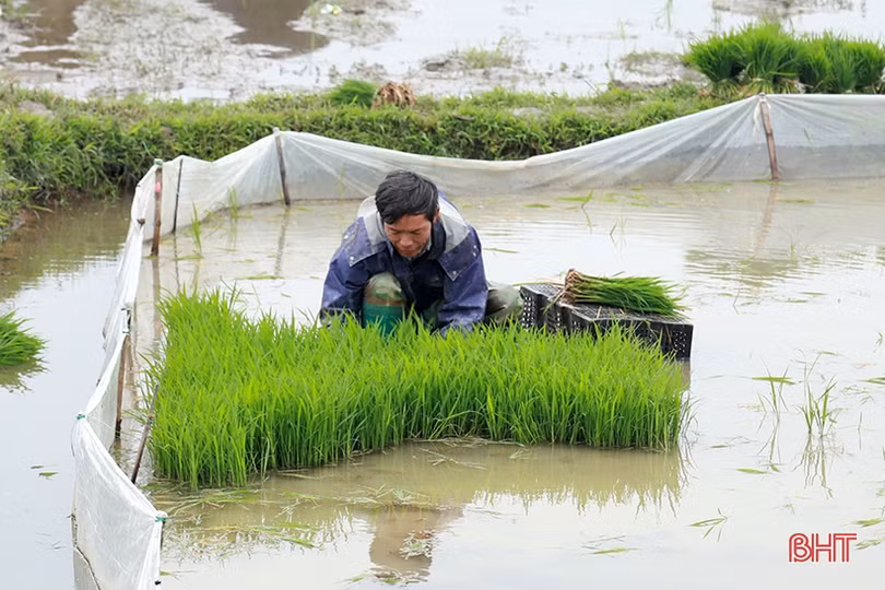 Nông dân Hà Tĩnh rộn ràng vào vụ gieo cấy lúa xuân