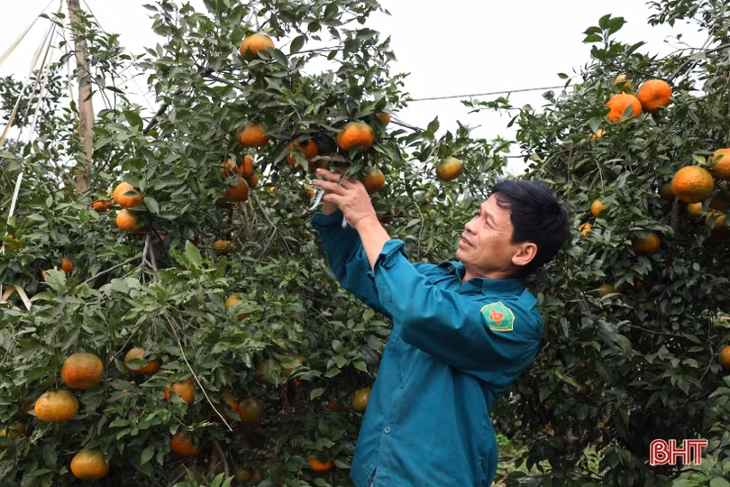 Cam chín mọng vườn đồi, người dân Hương Khê phấn khởi bước vào vụ tết