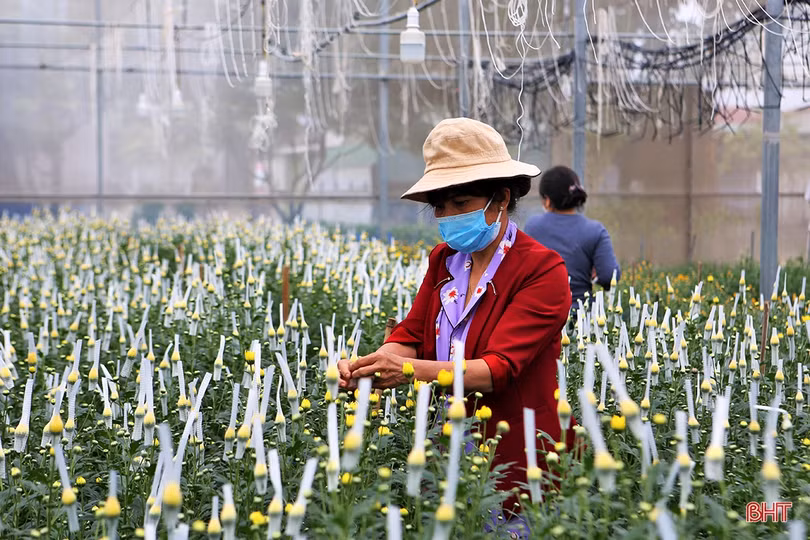 Thương lái đến tận vườn đặt cọc, người trồng hoa ở Hà Tĩnh hết lo ế hàng