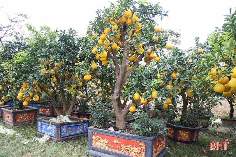Bưởi cảnh hàng chục triệu đồng đã đổ về Hà Tĩnh