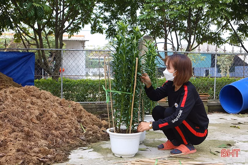 Thương lái đến tận vườn đặt cọc, người trồng hoa ở Hà Tĩnh hết lo ế hàng