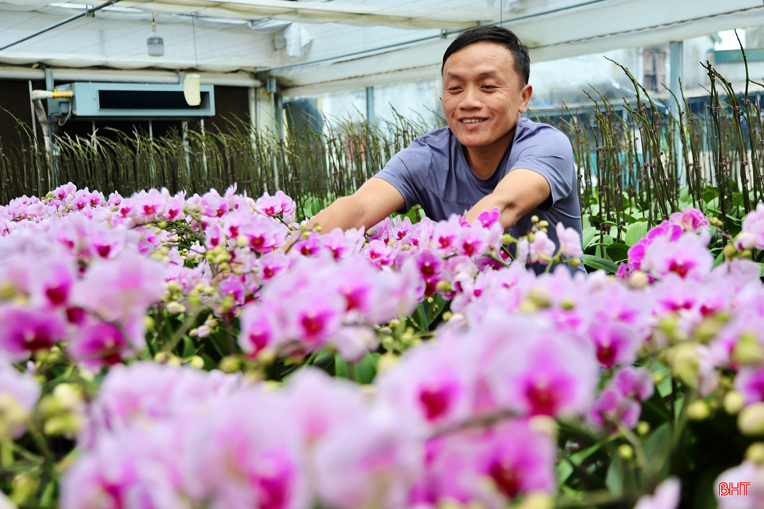 Công ty TNHH Trí Đức Hà Tĩnh hiện đang trồng hơn 22 giống hoa lan hồ điệp khác nhau, trong đó nổi bật như: đỏ cherry, hồng phát tài, vàng cách cách…