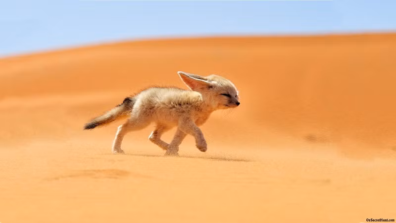 nhung su that bat ngo ve sa mac sahara