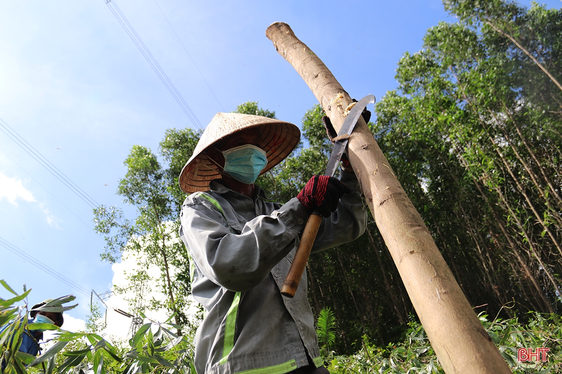 Người dân vùng núi TX Kỳ Anh khẩn trương thu hoạch cây keo trước mùa mưa bão