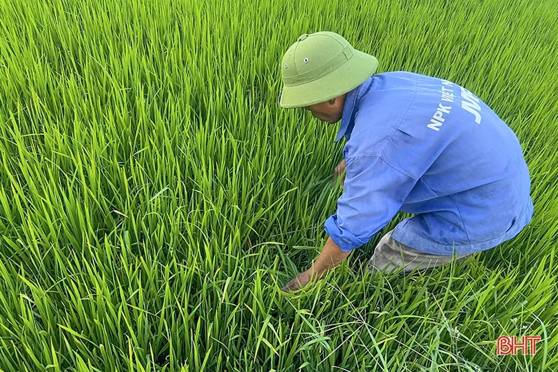Sâu bệnh tấn công lúa hè thu, ngành nông nghiệp khuyến cáo phòng trừ