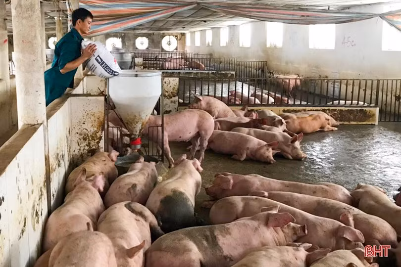 Giá thịt lợn tăng đột biến, người chăn nuôi Hà Tĩnh mừng nhưng chưa hết lo
