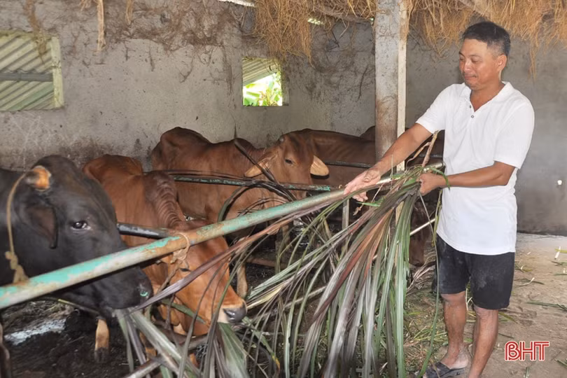 Vốn chính sách giúp nông dân huyện miền núi Hà Tĩnh làm giàu