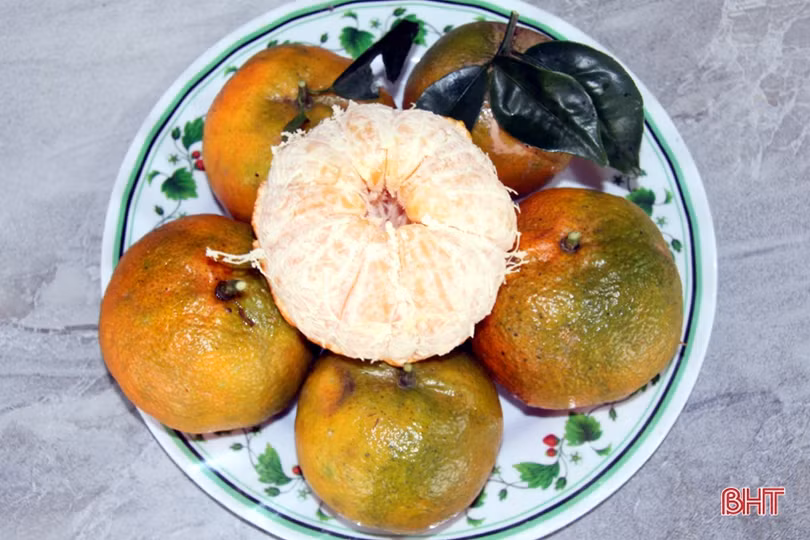 “Thủ phủ” cam bù nức tiếng ở Hà Tĩnh vào mùa thu hoạch