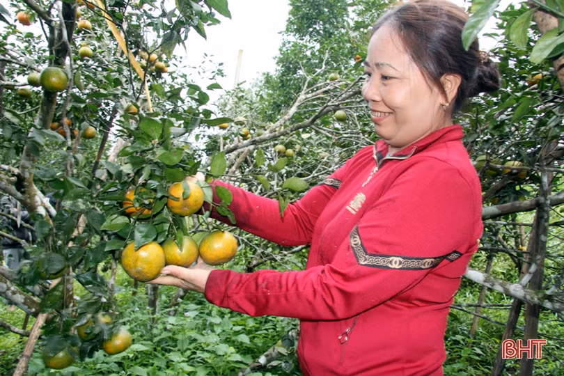 “Thủ phủ” cam bù nức tiếng ở Hà Tĩnh vào mùa thu hoạch
