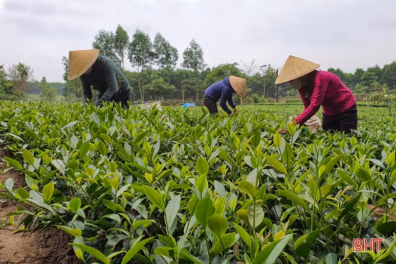 Nông thôn Kỳ Anh “khoác áo mới” đón mừng năm 2021