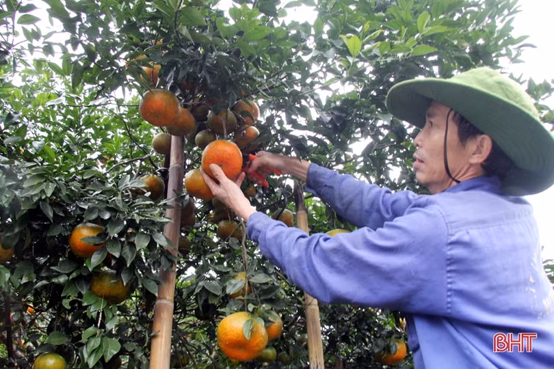 “Thủ phủ” cam bù nức tiếng ở Hà Tĩnh vào mùa thu hoạch