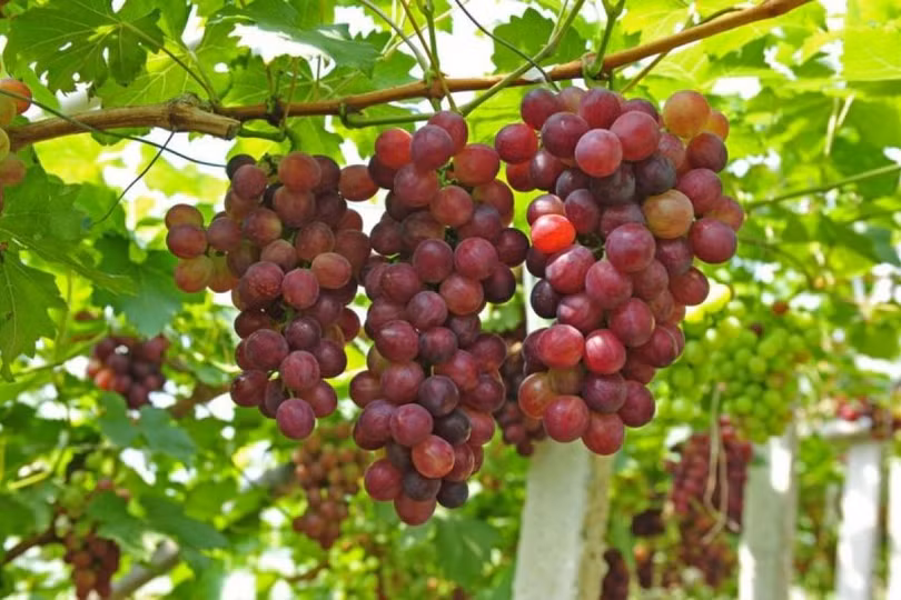 Những thực phẩm có lợi cho thận