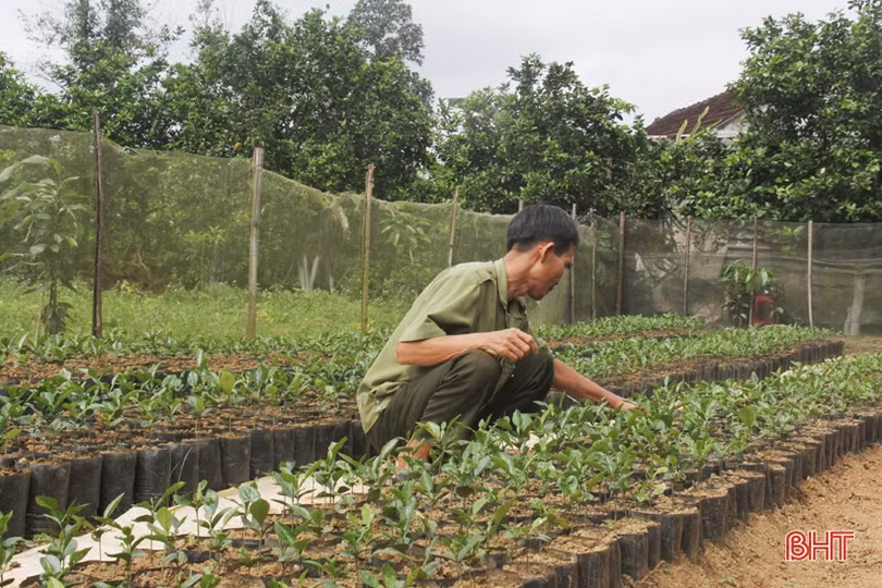 Ngắm vườn mẫu của những cụ ông Hà Tĩnh ở tuổi “xưa nay hiếm”