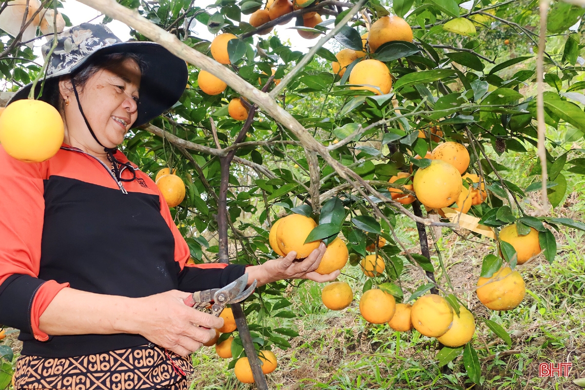 Rực vàng những đồi cam chờ tết ở miền sơn cước Hà Tĩnh