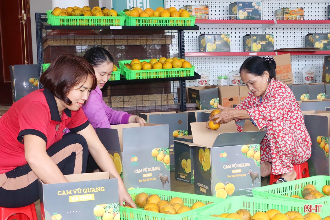 Rực vàng những đồi cam chờ tết ở miền sơn cước Hà Tĩnh