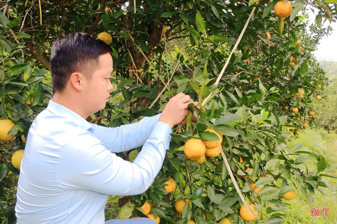 Rực vàng những đồi cam chờ tết ở miền sơn cước Hà Tĩnh
