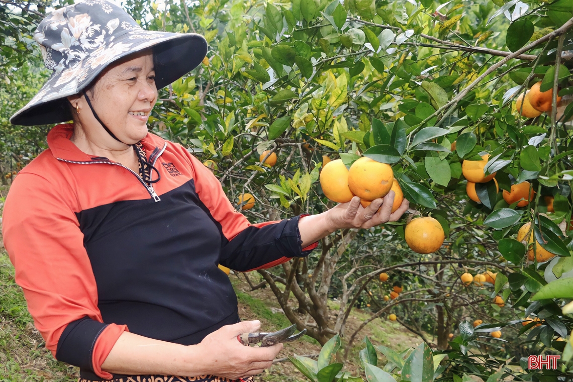 Rực vàng những đồi cam chờ tết ở miền sơn cước Hà Tĩnh