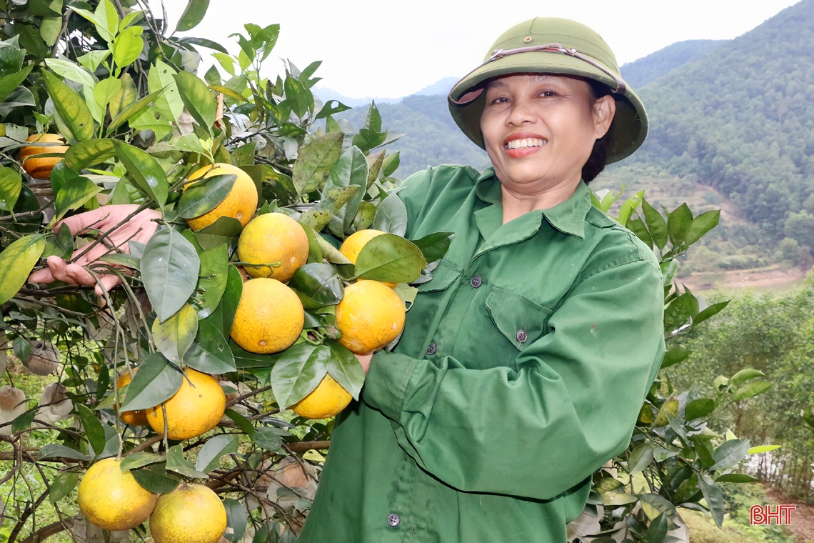 Rực vàng những đồi cam chờ tết ở miền sơn cước Hà Tĩnh