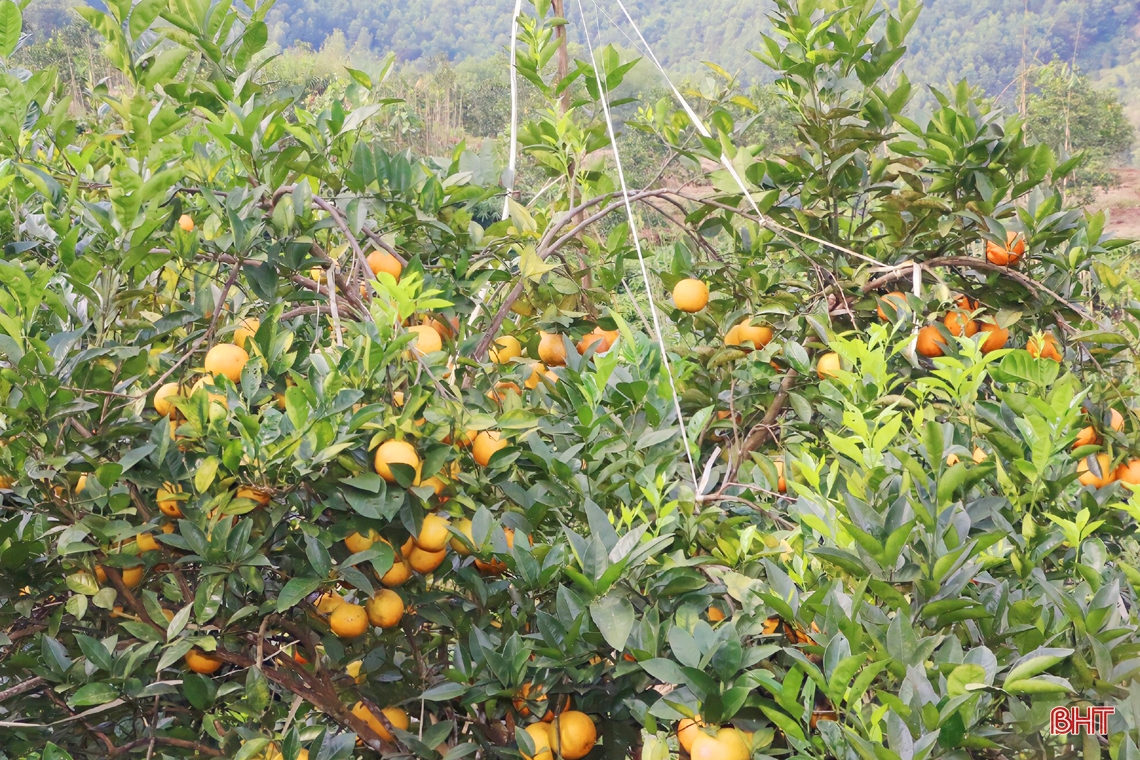 Rực vàng những đồi cam chờ tết ở miền sơn cước Hà Tĩnh