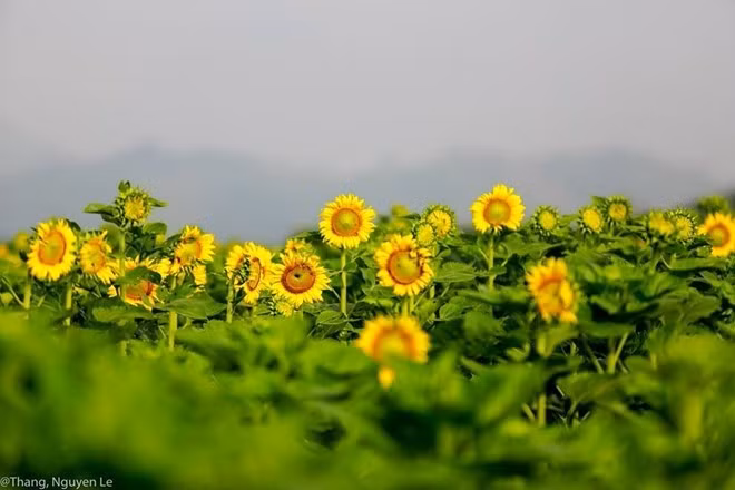 kham pha 5 mua hoa dep khap ca nuoc trong cuoi thang 11