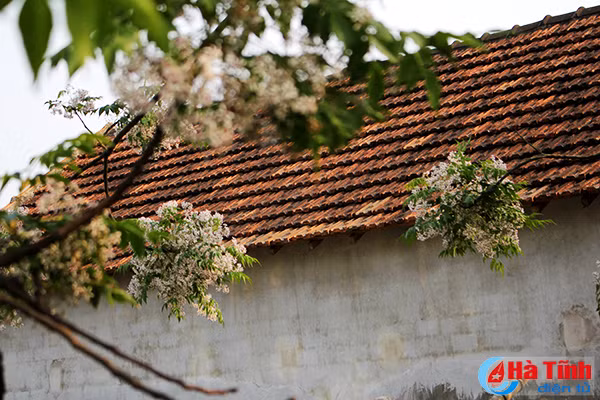 photo hoa xoan lop lop rung voi day nhung mien que ha tinh